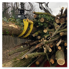 burlini tronchi alberi